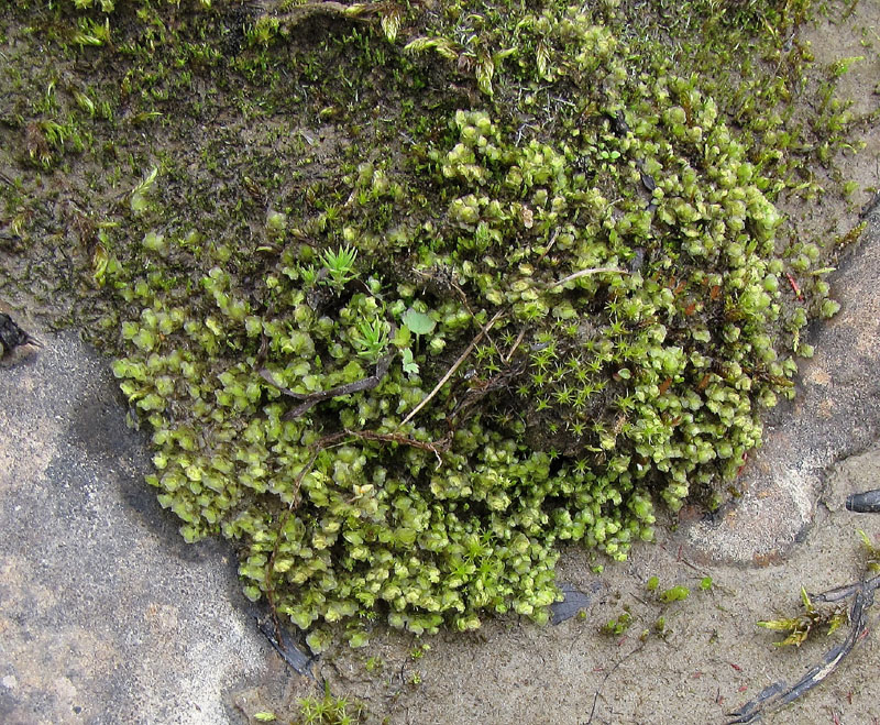 Scapania subalpina